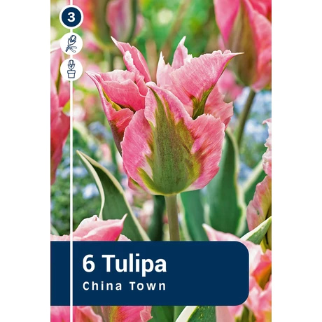 Vh 16376 Tulipa Viridiflora China Town 6db/cs 11/12