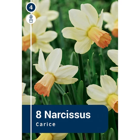 Vh 16271 Narcissus Botanical Carice 8db/cs 10/12