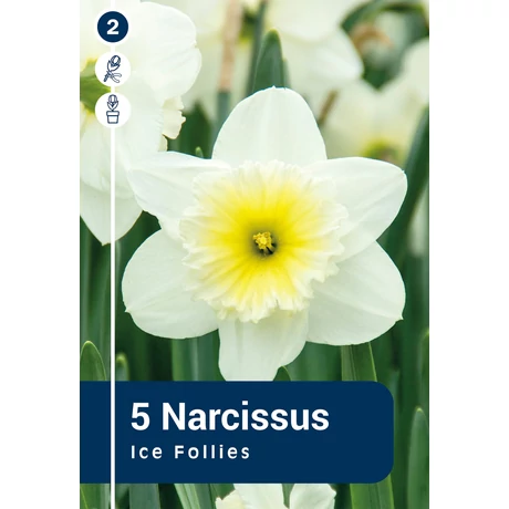 Vh 16377 Narcissus Large cupped Ice Follies 5db/cs 12/14