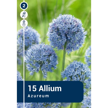 Vh 16388 Allium Allium Azureum 15db/cs 5/+