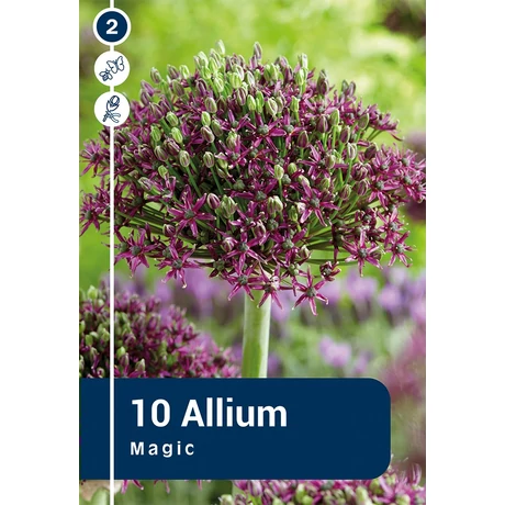 Vh 16302 Allium Magic 10db/cs 10/12