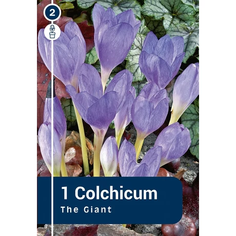 Vh 16817  Őszi kikerics Colchicum The Giant 1db/cs 20/+