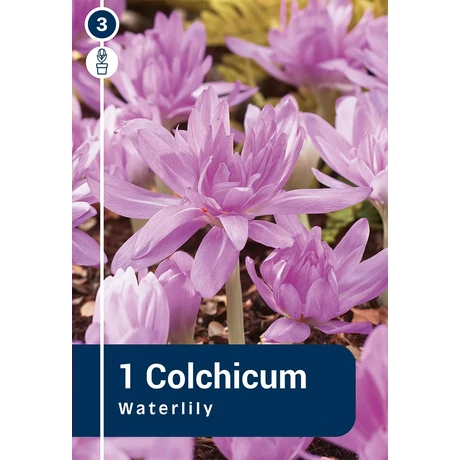 Vh 16816  Őszi kikerics Colchicum Waterlily 1db/cs 14/+