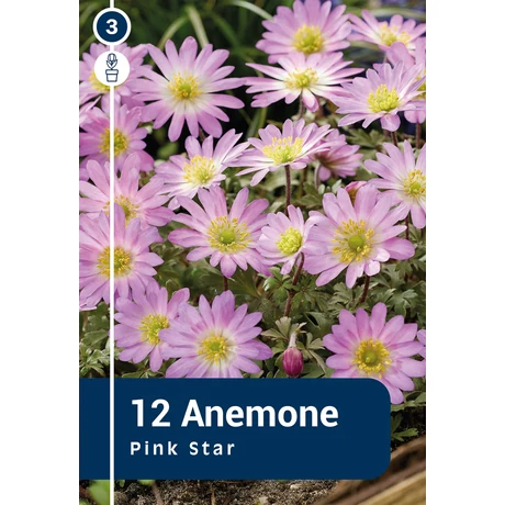 Vh 16391  Anemone Pink Star 12db/cs 5/+