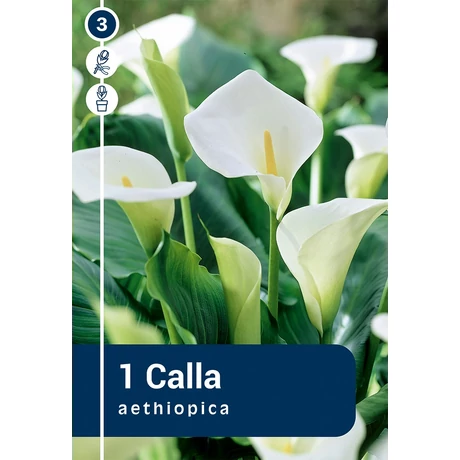 Vh 16398 Calla Zantedeschia Aethiopica 1db/cs 14/+