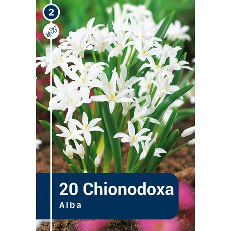 Vh 16484  Hófény Chionodoxa Luciliae Alba 20db/cs 5/+