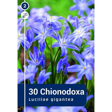 Vh 16399  Hófény Chionodoxa Luciliae Blue 30db/cs 5/+