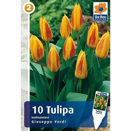 Vh16307 Tulipán Kaufmanniana Giuseppe Verdi 10db/csom