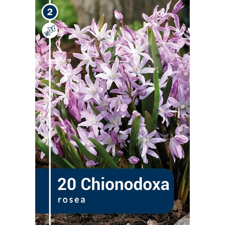 Vh 16292  Chionodoxa Rosea 20db/cs 5/+