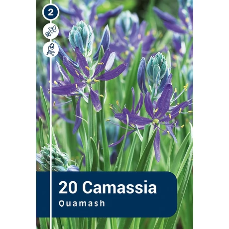 Vh 16852 Prérigyertya Camassia Quamash 20db/cs 6/8