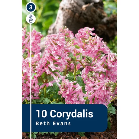 Vh 16392  Corydalis Beth Evans 10db/cs 6/+