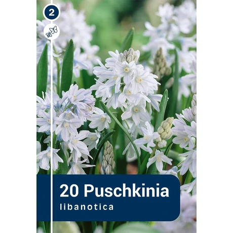 Vh 16430  Puschkinia Libanotica 20db/cs 5/+