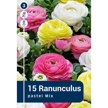 Vh 16840  Boglárka Ranunculus Pastel Mix 15db/cs 6/7