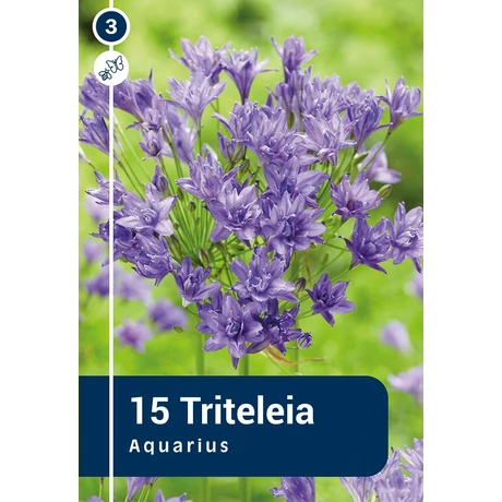 Vh 16306  Triteleia Aquarius 15db/cs 5/+