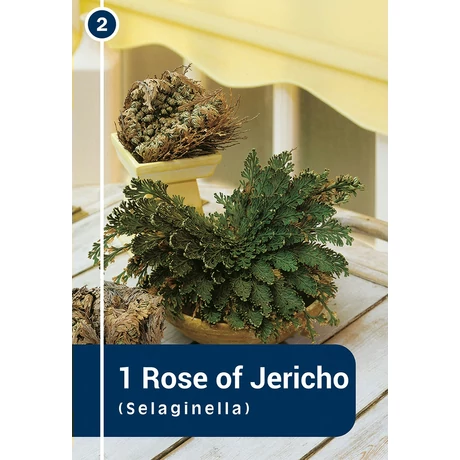 Vh 16432  Rose Of Jericho (Selaginella) 1db/cs 25/+