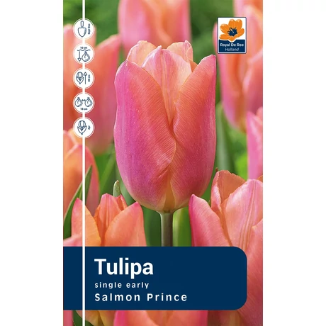 Vh Rackbox Tulipa Single early Salmon Prince 80db/cs 12/+