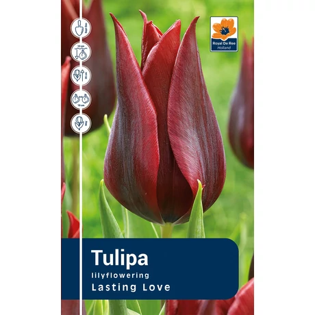 Vh Rackbox Tulipa Triumph Lasting Love 80db/cs 12/+