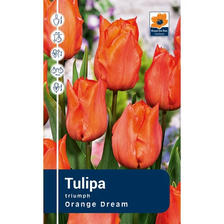 Vh Rackbox Tulipa Triumph Orange Dream 80db/cs 12/+
