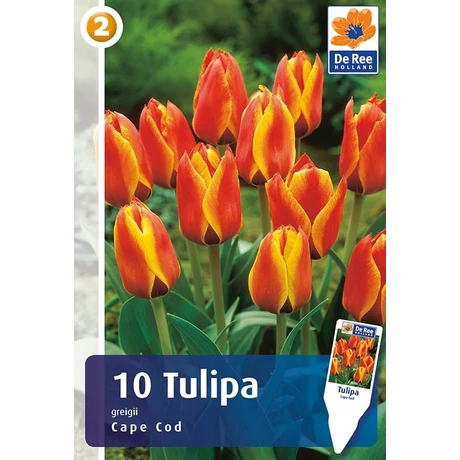 Vh16301 Tulipán Greigii Cape Cod 10db/cs