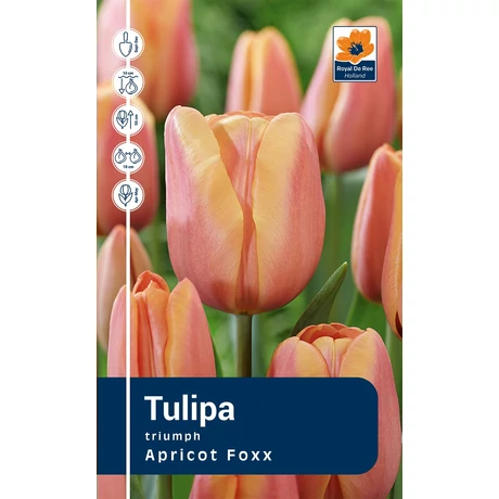 Vh Rackbox Tulipa Triumph Apricot Foxx 80db/cs 12/+