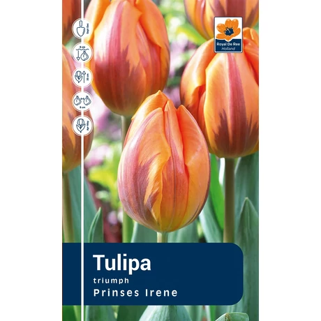 Vh Rackbox Tulipa Triumph Prinses Irene 80db/cs 12/+