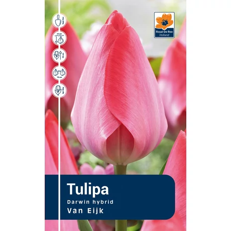 Vh Rackbox Tulipa Darwin hybrid Van Eijk 80db/cs 12/+