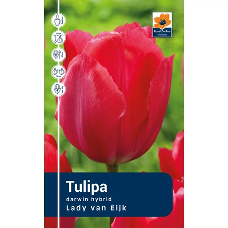 Vh Rackbox Tulipa Darwin hybrid Lady van Eijk 80db/cs 12/+