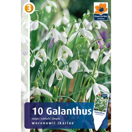 Vh 16414  Galanthus single Woronowii Ikariae 10db/cs 5/6