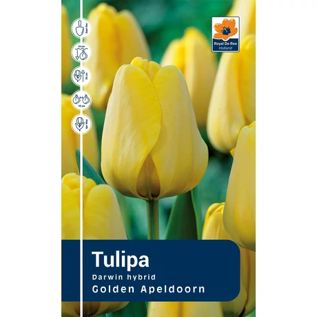 Vh Rackbox Tulipa Darwin hybrid Golden Apeldoorn 80db/cs 12/+
