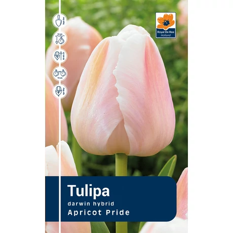 Vh Rackbox Tulipa Darwin hybrid Apricot Pride 120db/cs 11/12