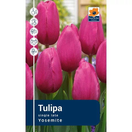 Vh Rackbox Tulipa Late Yosemite 80db/cs 12/+