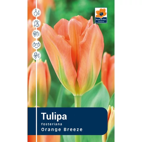 Vh Rackbox Tulipa Fosteriana Orange Breeze 80db/cs 12/+