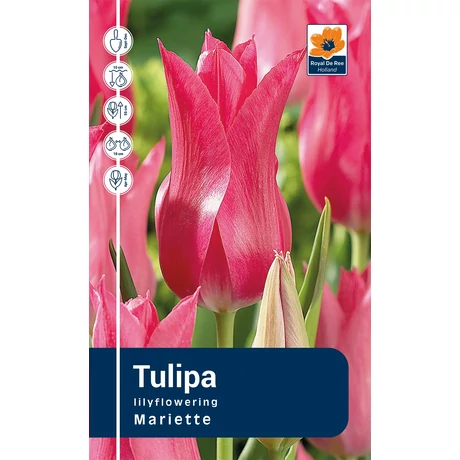 Vh Rackbox Tulipa Lilyflowering Mariette 80db/cs 12/+