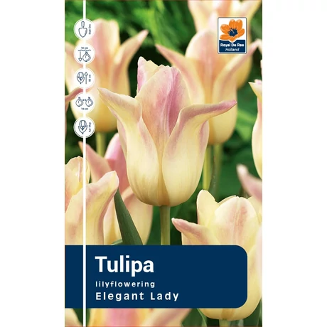Vh Rackbox Tulipa Lilyflowering Elegant Lady 80db/cs 12/+