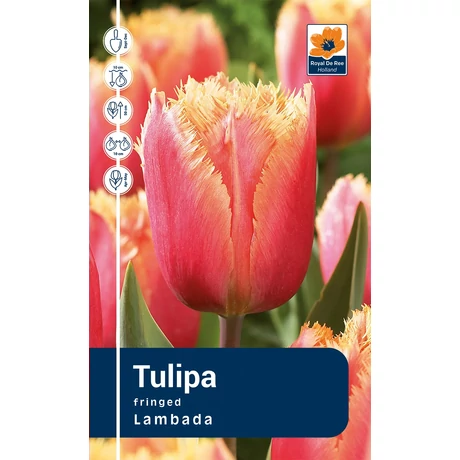 Vh Rackbox Tulipa Fringed Lambada 80db/cs 12/+