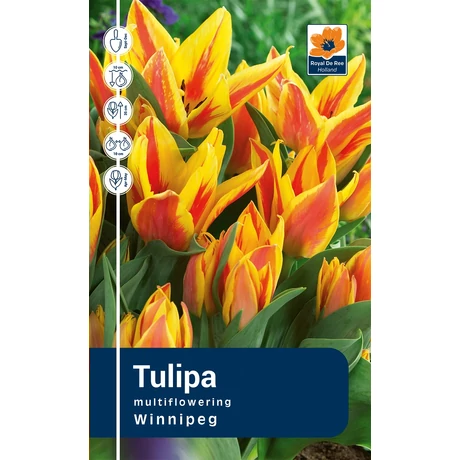 Vh Rackbox Tulipa Multiflowering Winnipeg 80db/cs 12/+