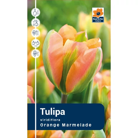 Vh Rackbox Tulipa Viridiflora Orange Marmelade 80db/cs 12/+