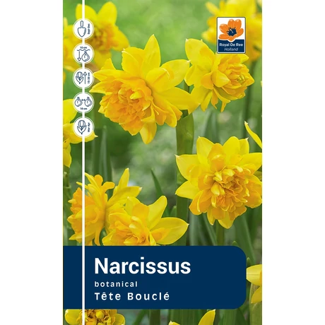Vh Rackbox Narcissus Botanical Tete Bouclé 100db/cs 12/+
