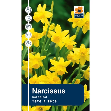 Vh Rackbox Narcissus Botanical Tete a Tete 100db/cs 12/+