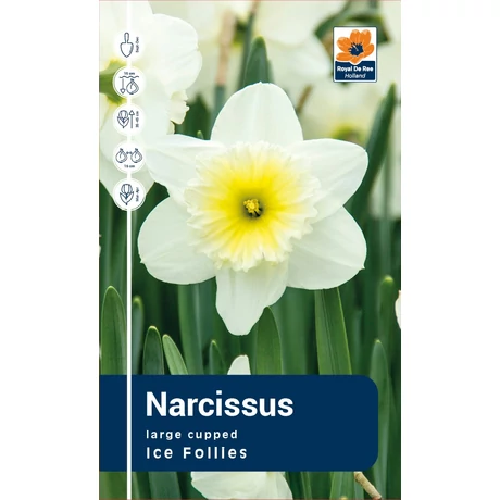 Vh Rackbox Narcissus Large cupped Ice Follies 25db/cs 14/16
