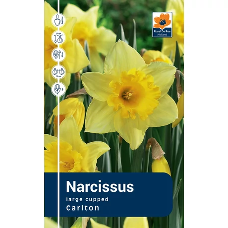 Vh Rackbox Narcissus Large cupped Carlton 40db/cs 12/14