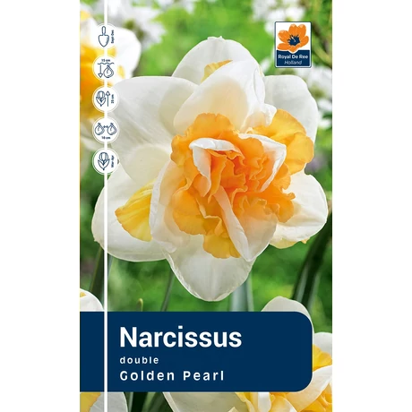 Vh Rackbox Narcissus Double Golden Pearl 40db/cs 12/14