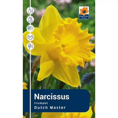 Vh Rackbox Narcissus Trumpet Dutch Master 40db/cs 12/14