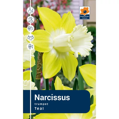 Vh Rackbox Narcissus Trumpet Teal 40db/cs 12/14
