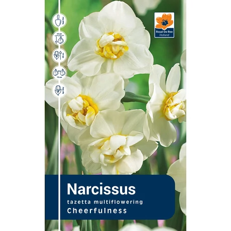 Vh Rackbox Narcissus tazetta Cheerfulness 40db/cs 12/14