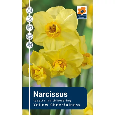 Vh Rackbox Narcissus tazetta Yellow Cheerfulness 40db/cs 12/14