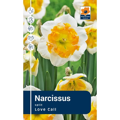 Vh Rackbox Narcissus Split Love Call 40db/cs 12/14