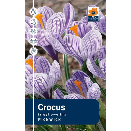 Vh Rackbox Crocus Largeflowering Pickwick 200db/cs 9/10