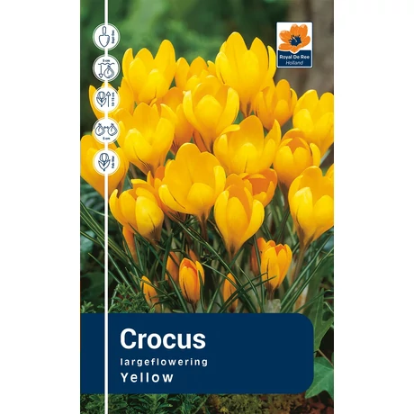 Vh Rackbox Crocus Largeflowering Grand Yellow 250db/cs 7/8