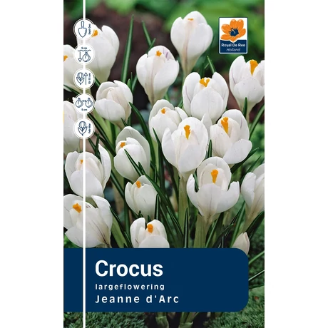 Vh Rackbox Crocus Largeflowering Jeanne D'Arc 250db/cs 7/8
